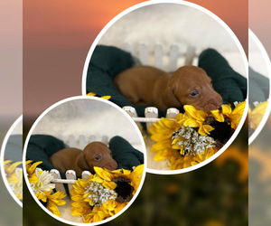 Dachshund Puppy for sale in DE KALB, TX, USA