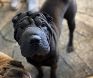 Chinese Shar-Pei Puppy for Sale in EAU CLAIRE, Wisconsin USA