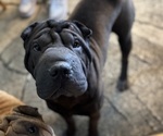 Small Chinese Shar-Pei