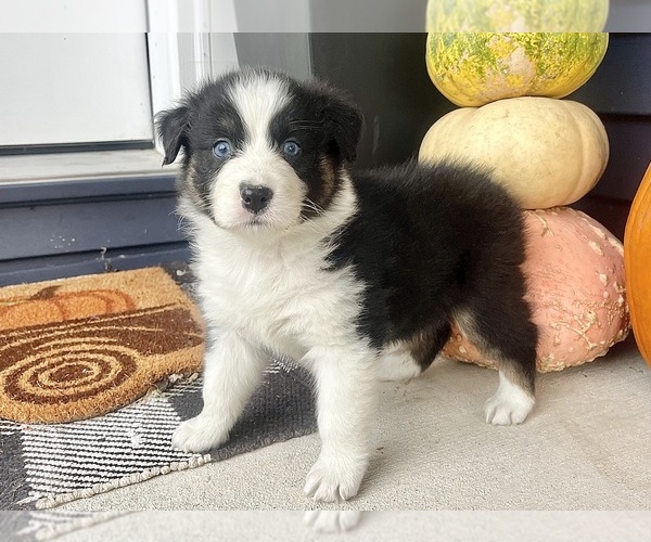 Medium Photo #5 Australian Shepherd Puppy For Sale in LODA, IL, USA