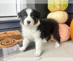 Small #4 Australian Shepherd