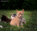 Puppy 6 Border Collie-Siberian Husky Mix