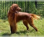 Small Photo #2 Irish Setter Puppy For Sale in Pacolet, SC, USA