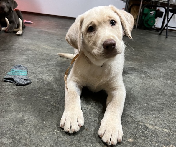 Medium Photo #3 Labrador Retriever Puppy For Sale in DU QUOIN, IL, USA