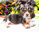 Puppy Osborne Basset Hound