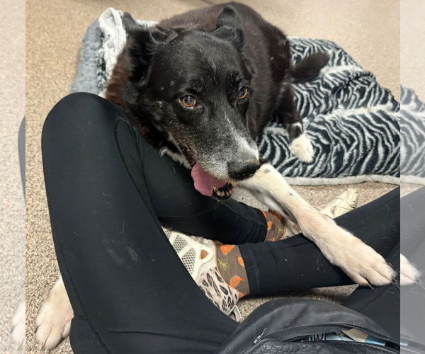 Medium Photo #7 Border Collie-Unknown Mix Puppy For Sale in Sanford, FL, USA