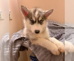Small Photo #7 Siberian Husky Puppy For Sale in TRIMBLE, MO, USA