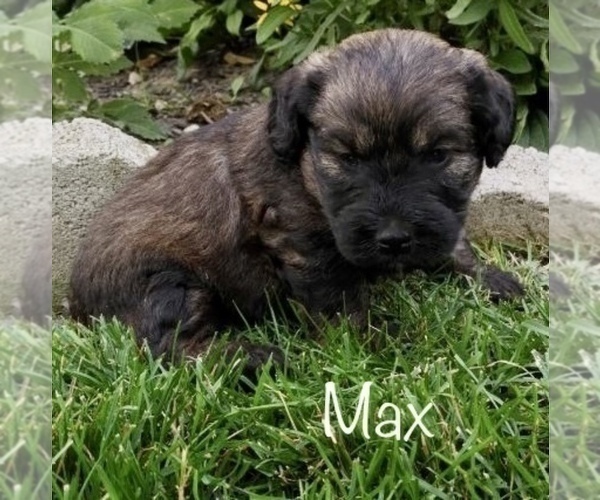 Medium Photo #9 Miniature Labradoodle Puppy For Sale in CLARE, MI, USA