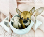 Small #16 Chihuahua