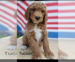 Puppy 10 Poodle (Standard)-Unknown Mix