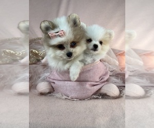 Pomeranian Puppy for sale in TAMPA, FL, USA