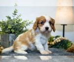 Puppy Curt Cavalier King Charles Spaniel