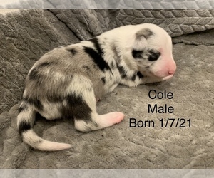 Border Collie Puppy for sale in SOMERSET, TX, USA