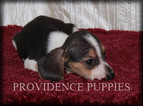 Small Photo #1 Beagle Puppy For Sale in COPPOCK, IA, USA
