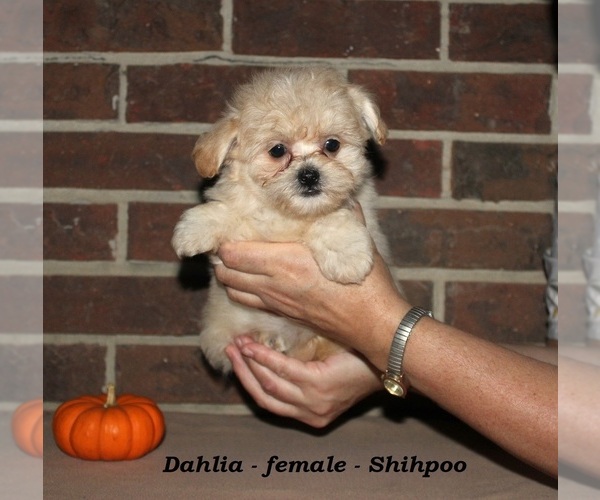 Medium Photo #3 ShihPoo Puppy For Sale in CLARKRANGE, TN, USA