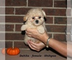 Small #2 ShihPoo