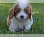 Image preview for Ad Listing. Nickname: Litter of 6