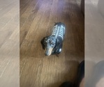 Small Photo #1 Dachshund Puppy For Sale in NEW LONDON, MN, USA