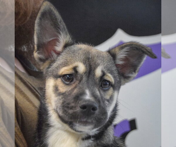 Medium Photo #5 Shollie Puppy For Sale in Huntley, IL, USA