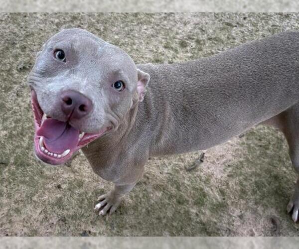 Medium Photo #2 American Staffordshire Terrier-Unknown Mix Puppy For Sale in Tallahassee, FL, USA