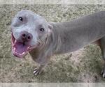 Small #1 American Staffordshire Terrier Mix