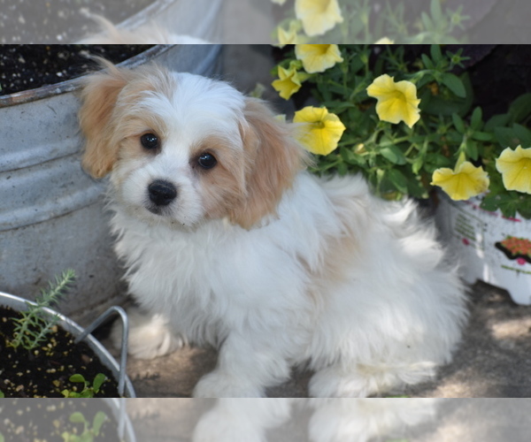 Medium Photo #4 Cavachon Puppy For Sale in ELDORADO, OH, USA