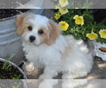 Small #3 Cavachon