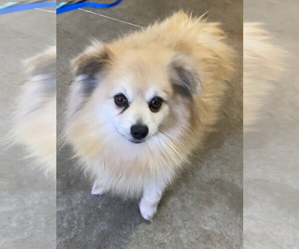 Medium Photo #5 Pomeranian Puppy For Sale in St. Louis Park, MN, USA