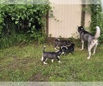 Small #4 Siberian Husky