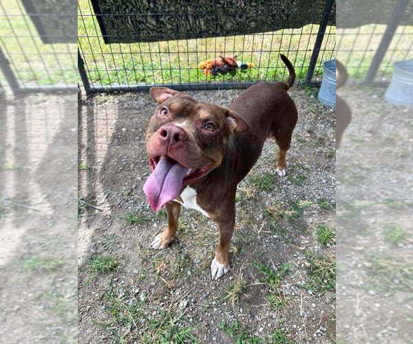 Medium Photo #2 Mutt Puppy For Sale in Abbeville, LA, USA