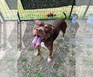 Newman - Male Mutt Dog for Adoption - Photo #2