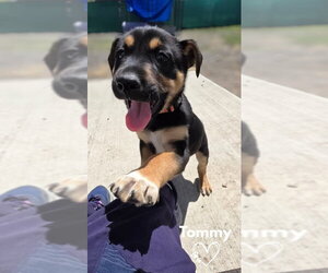 American Pit Bull Terrier-German Shepherd Dog Mix Dogs for adoption in Monte Vista, CO, USA