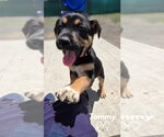 Small American Pit Bull Terrier-German Shepherd Dog Mix