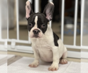 French Bulldog Puppy for sale in VILLA PARK, IL, USA