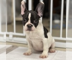 Small Photo #1 French Bulldog Puppy For Sale in VILLA PARK, IL, USA