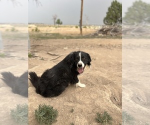Father of the Australian Retriever puppies born on 06/14/2026