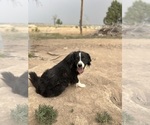 Small Photo #1 Australian Retriever Puppy For Sale in CANON CITY, CO, USA