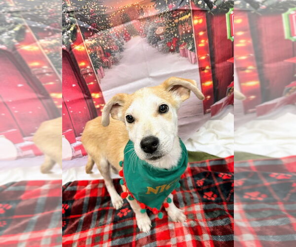 Medium Photo #3 Mutt Puppy For Sale in Bryant, AR, USA