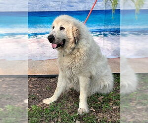 Kaiser - Male Great Pyrenees Dog for Adoption - Photo #5
