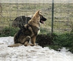 Small Photo #2 German Shepherd Dog Puppy For Sale in PENDLETON, OR, USA