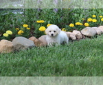 Small Photo #21 Bichon Frise Puppy For Sale in HUMBOLDT, IL, USA