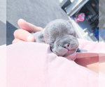 Small Photo #9 French Bulldog Puppy For Sale in ARLINGTON, WA, USA
