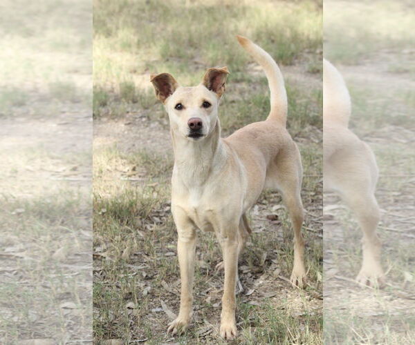 Medium Photo #1 Labrador Retriever-Unknown Mix Puppy For Sale in El Centro, CA, USA