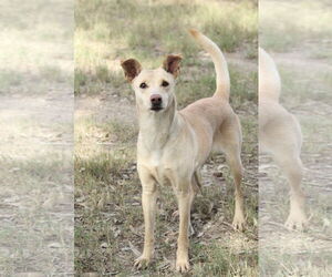 Labrador Retriever Mix Dog for Adoption in El Centro, California USA