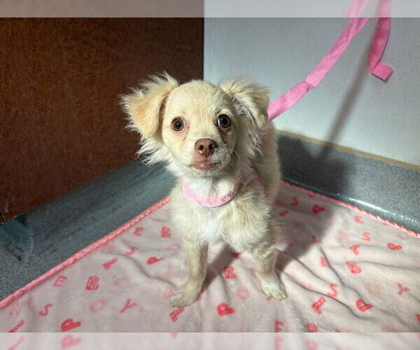 Medium Photo #1 Chihuahua-Unknown Mix Puppy For Sale in Rancho Cucamonga, CA, USA