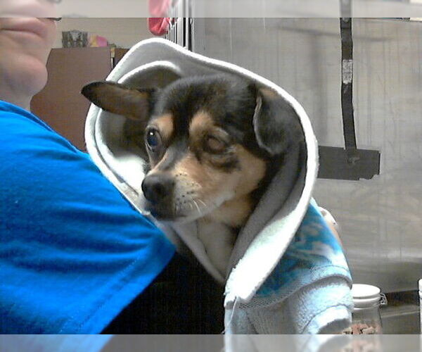 Medium Photo #1 Chihuahua-Unknown Mix Puppy For Sale in Fayetteville, NC, USA