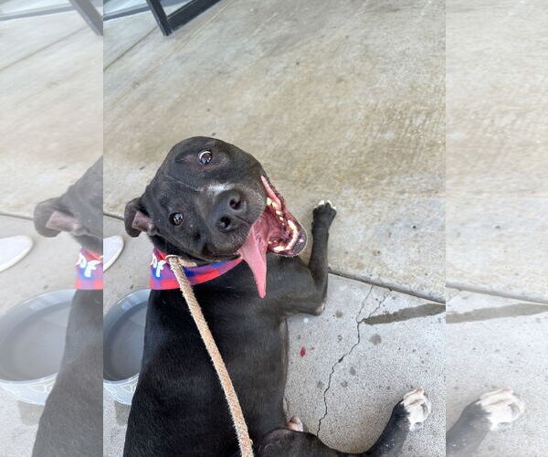 Medium Photo #2 American Pit Bull Terrier-Labrador Retriever Mix Puppy For Sale in Chandler, AZ, USA