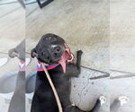 Small #1 American Pit Bull Terrier-Labrador Retriever Mix