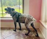 Small #4 Mutt