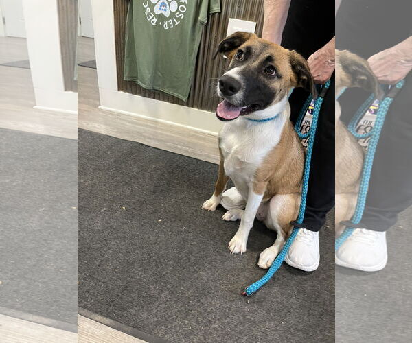 Medium Photo #2 Mutt Puppy For Sale in Emmett, ID, USA